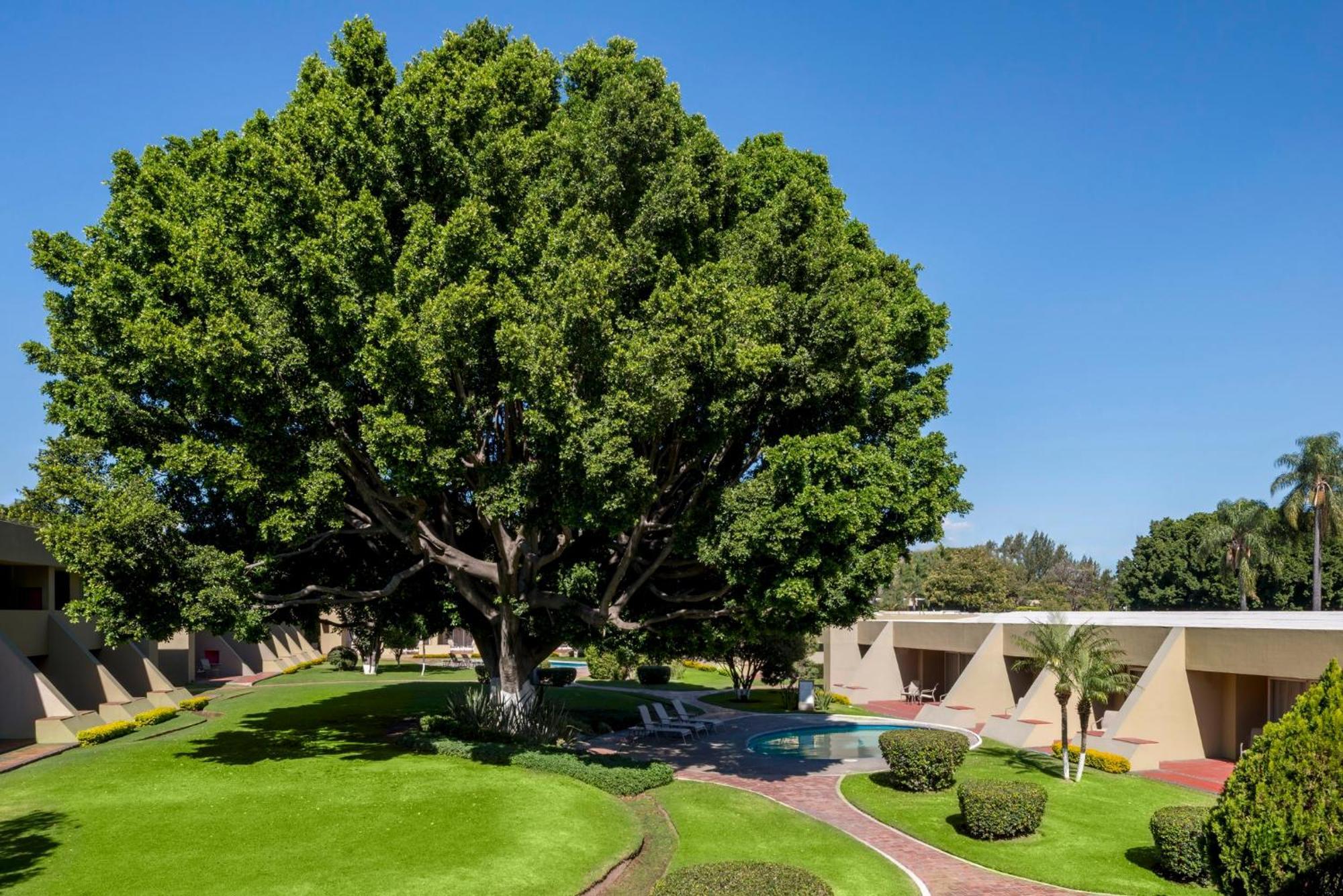 卡米诺雷亚尔瓜达拉哈拉酒店 萨波潘 外观 照片 The "Big Tree" at the center of the campus